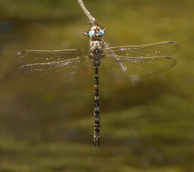 Austroaeschna subapicalis